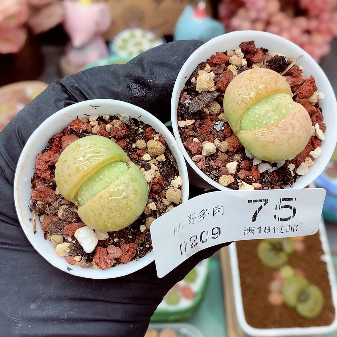 郎哥多肉生石花9-75