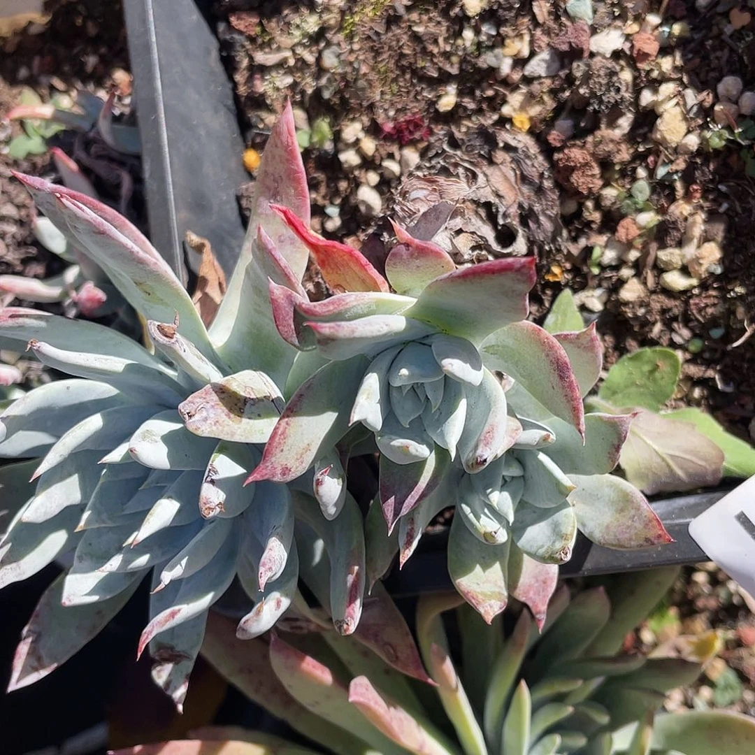 雪山多头不售后7985