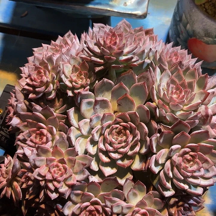 小***狸多肉植物一物一拍