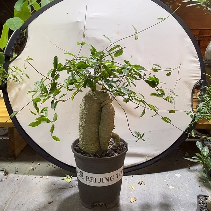潮流植物火星人哈