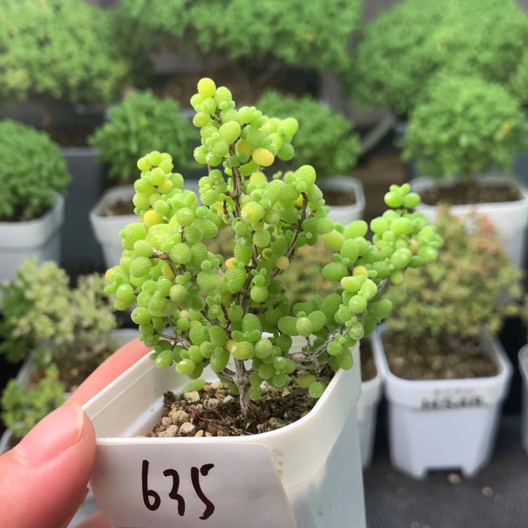 635蜜橘。