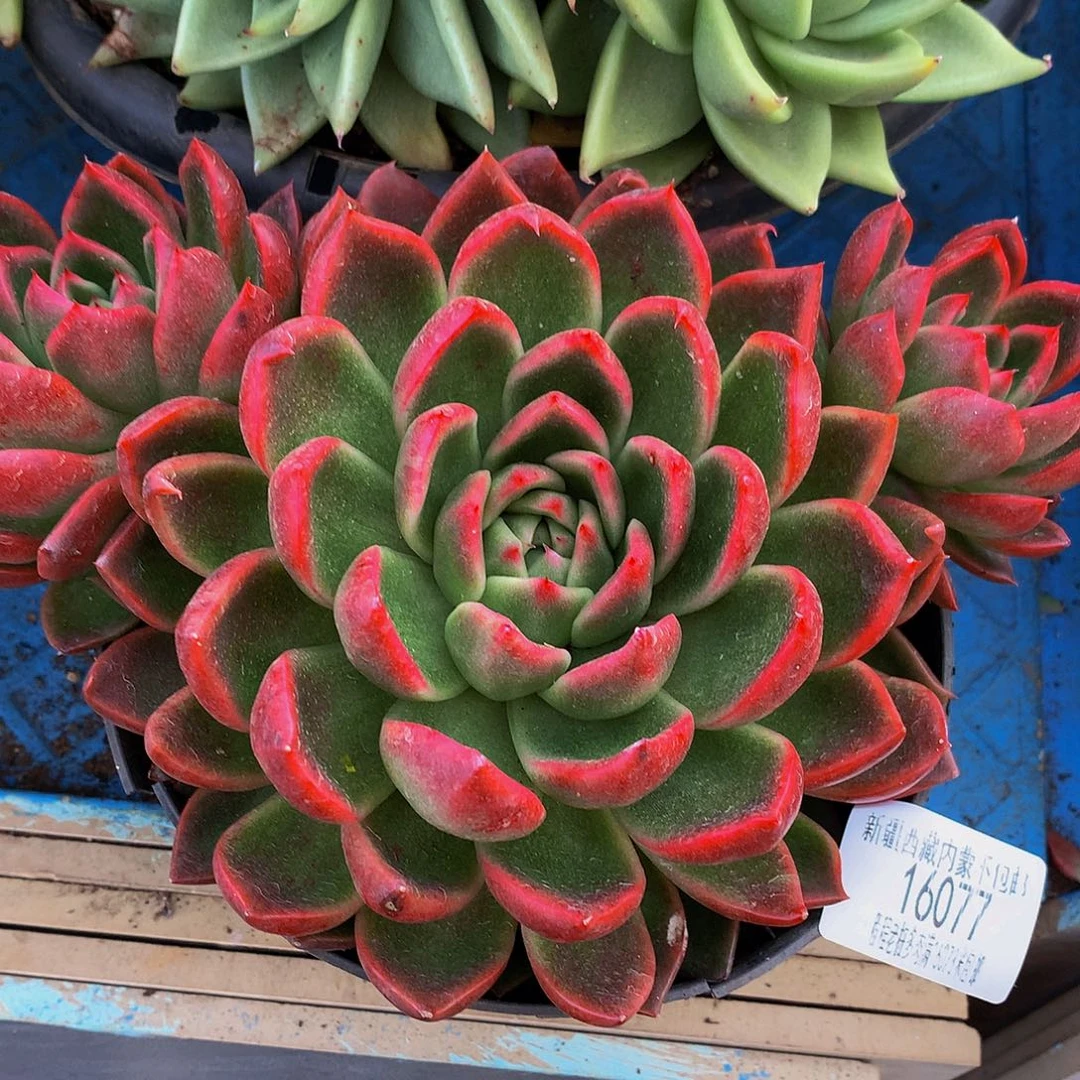 桃***子红女巫16077多肉多肉