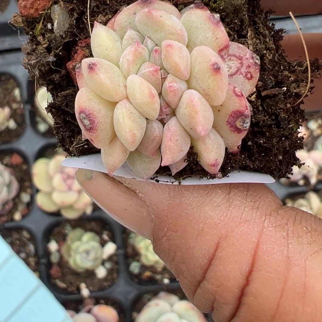 小卡拉米糖心一物一拍1-441