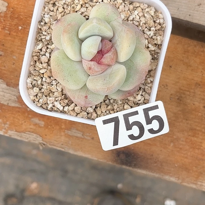 哦*豁多肉植物一物一拍