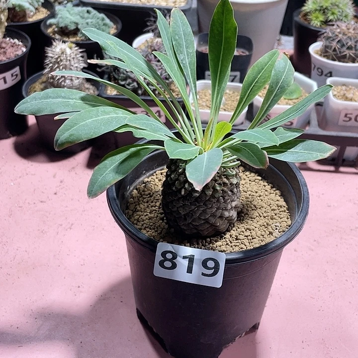 819大铁甲丸菠萝球