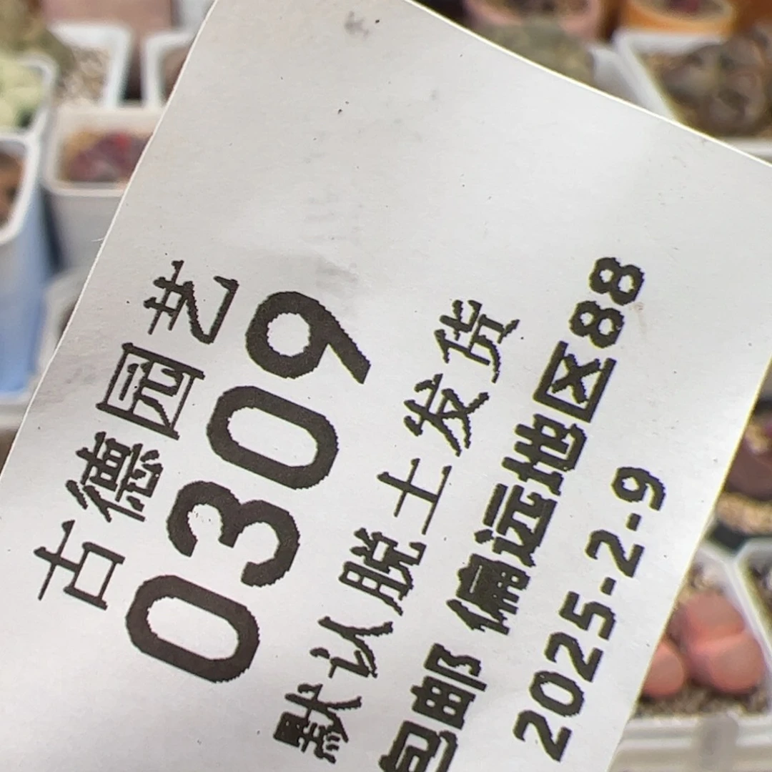 森*专拍 多肉植物