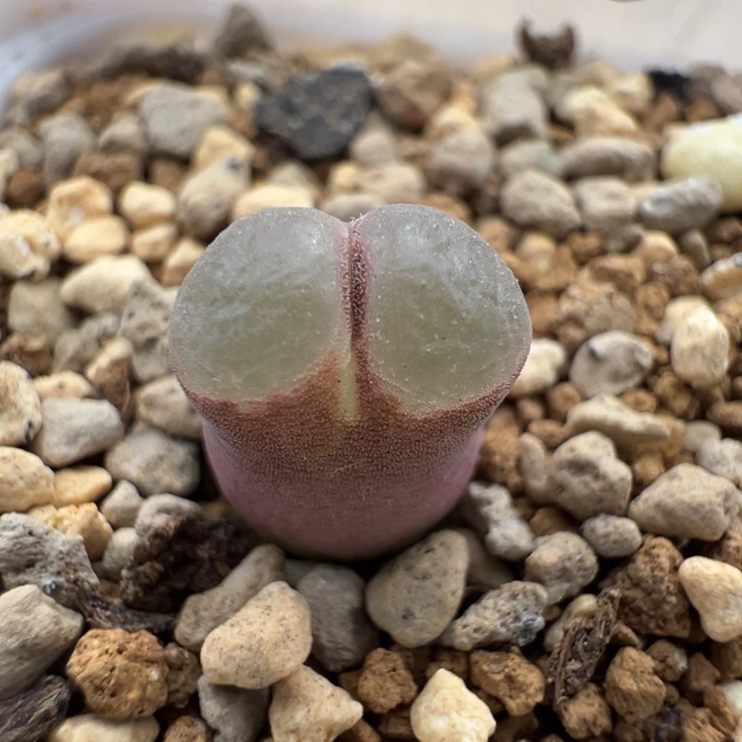 919紫磁铁一颗福利多肉植物