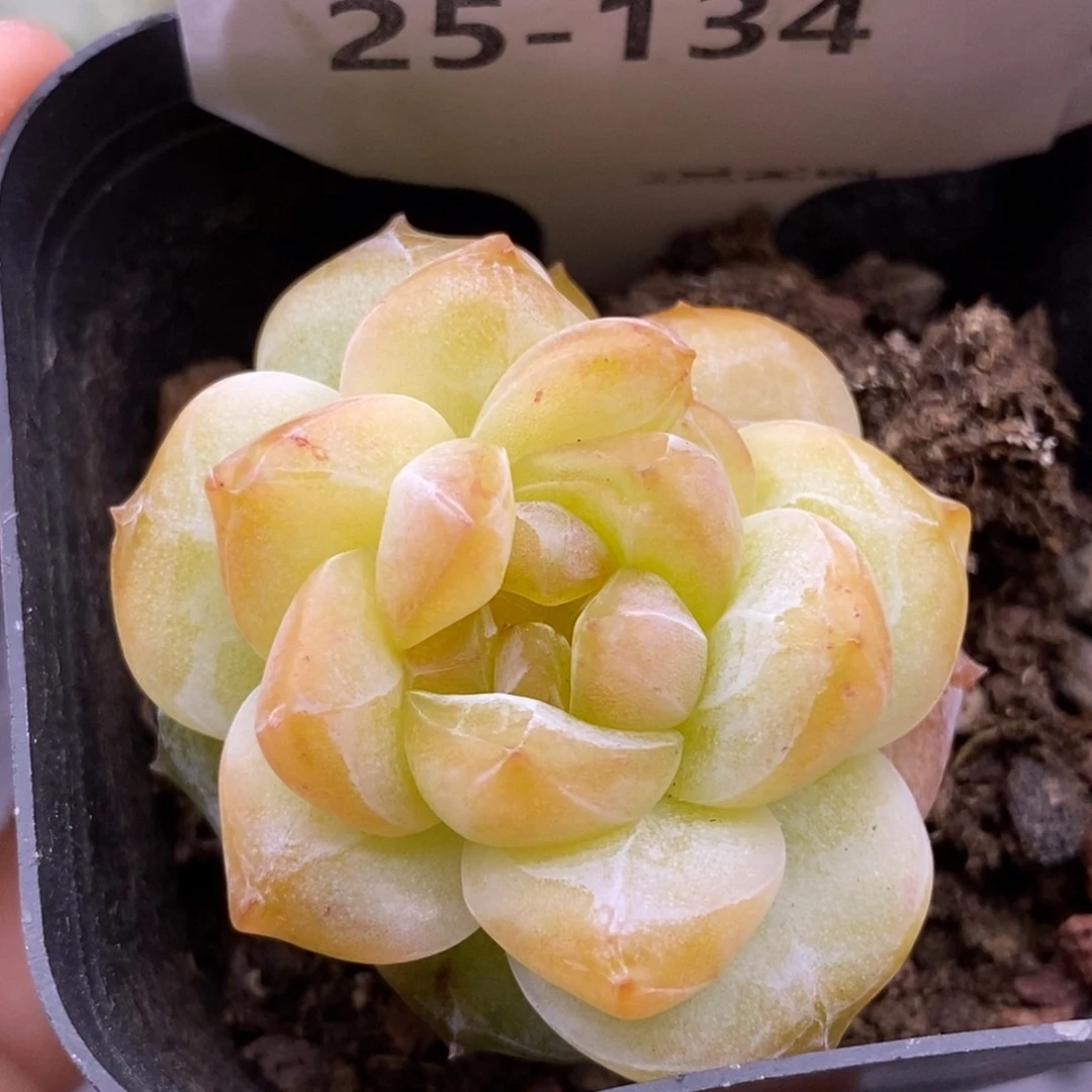 【闪购商品】25-134