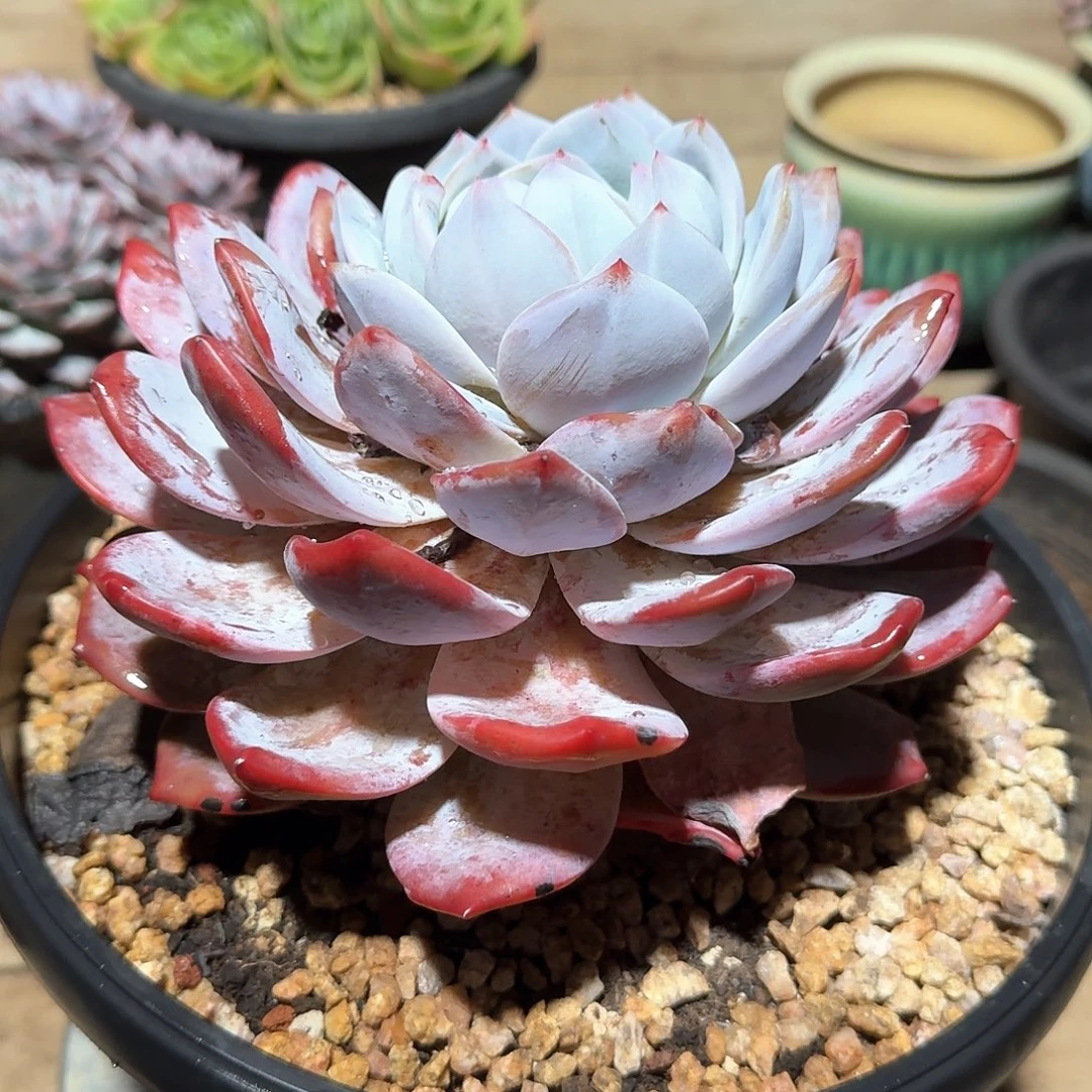 一物一拍多肉（橙子）