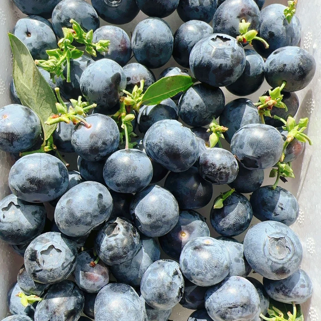 【只发新疆】云南花香蓝莓18+大果新鲜水果乌市九鼎直发