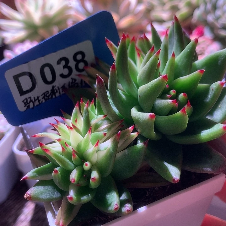 野生玛利亚缀化有根