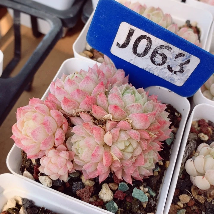 羊脂球6cm不包整群