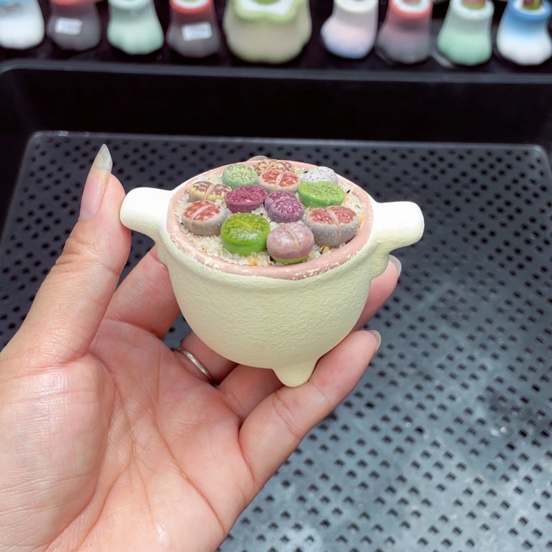 w6184 开播福利 带盆土发货一物一拍