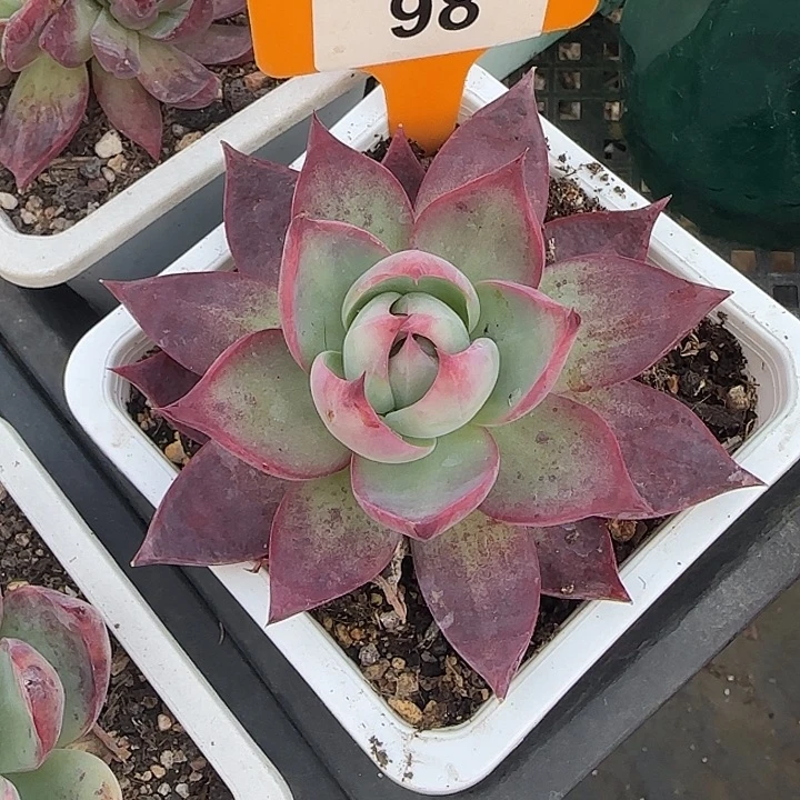 98 惊鸿仙子多肉植物8-9cm