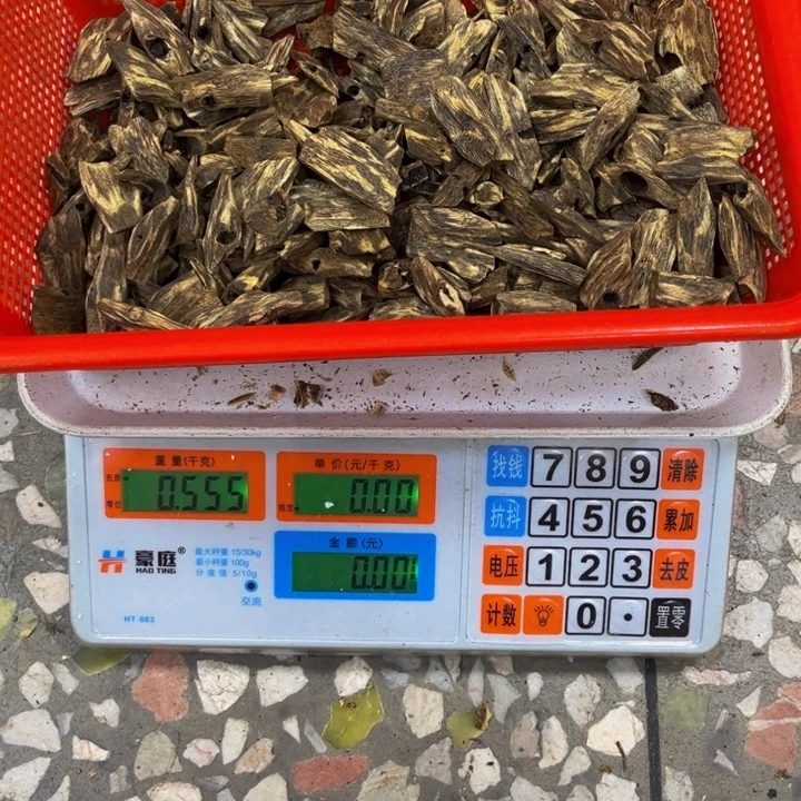 童***A沉香碎屑沉香张勺孑555 克 。 胚料