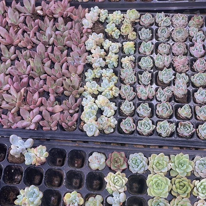 15颗多肉不重复上车