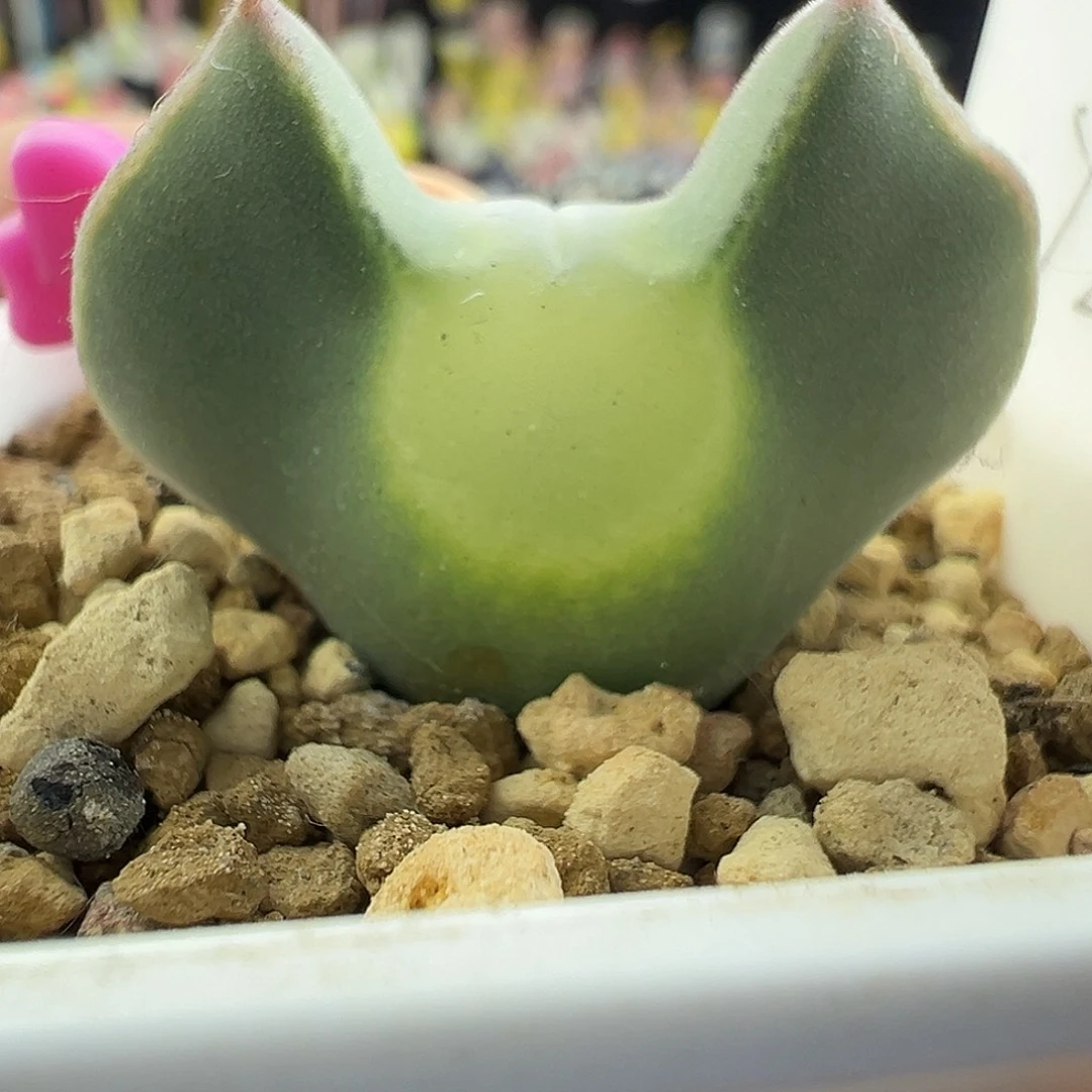 141号大眼睛T S即将开花