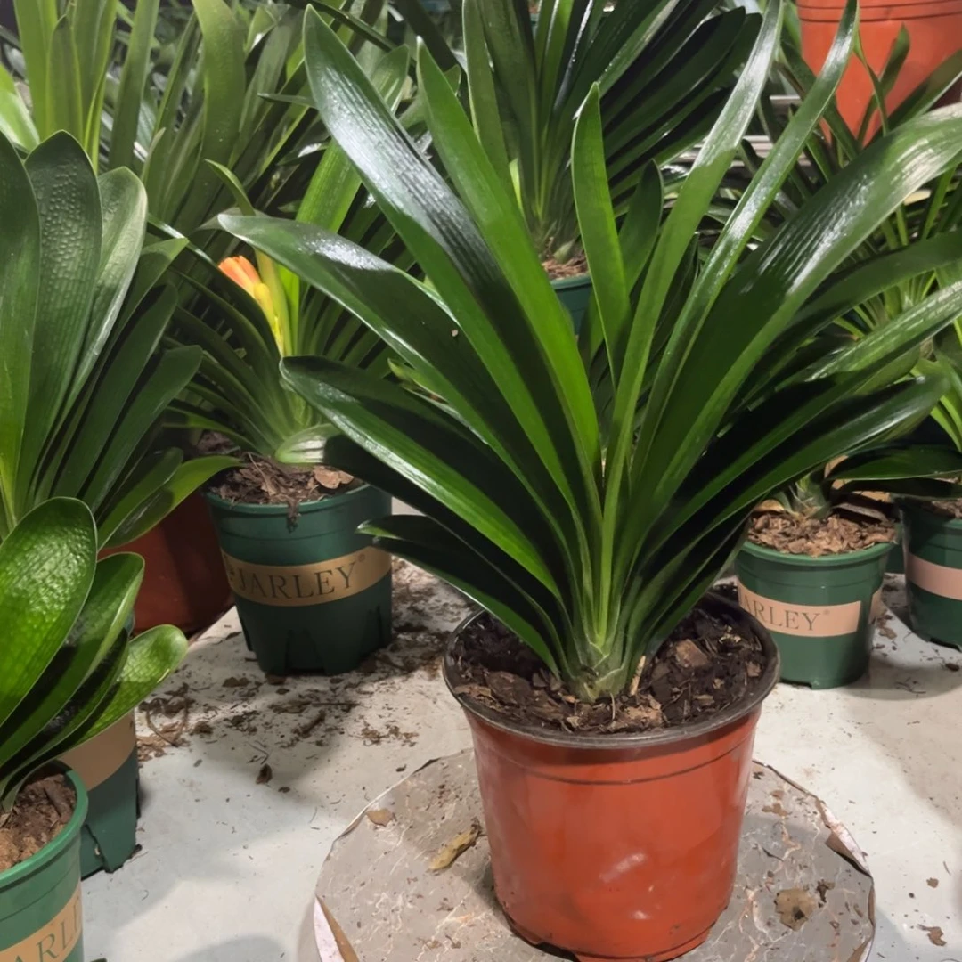 当前无花栽培后可以开花