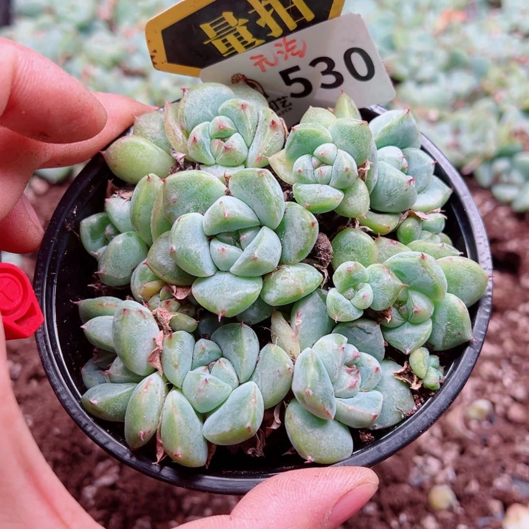 多肉植物多肉植物