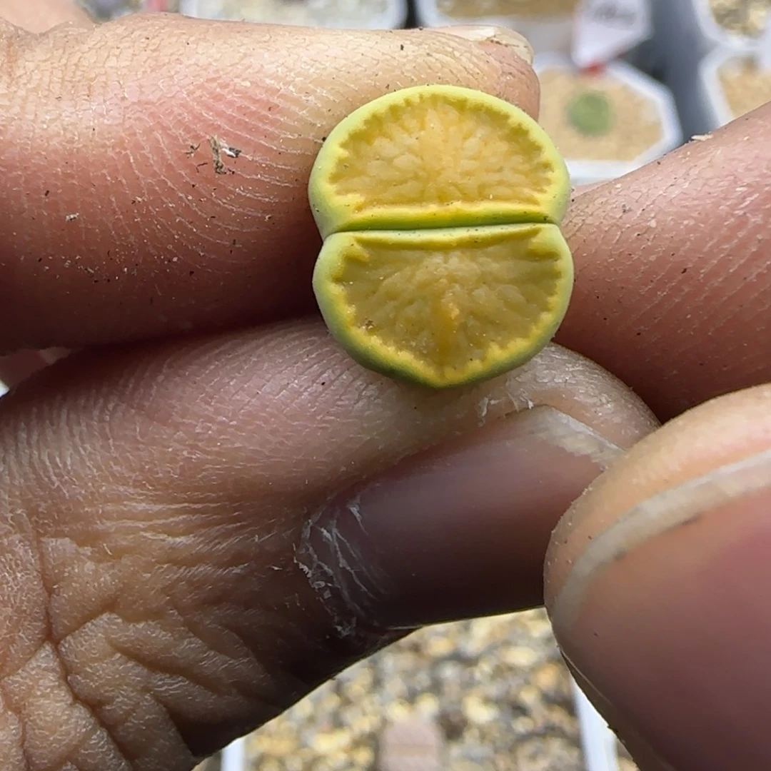 385 生石花大棚直播