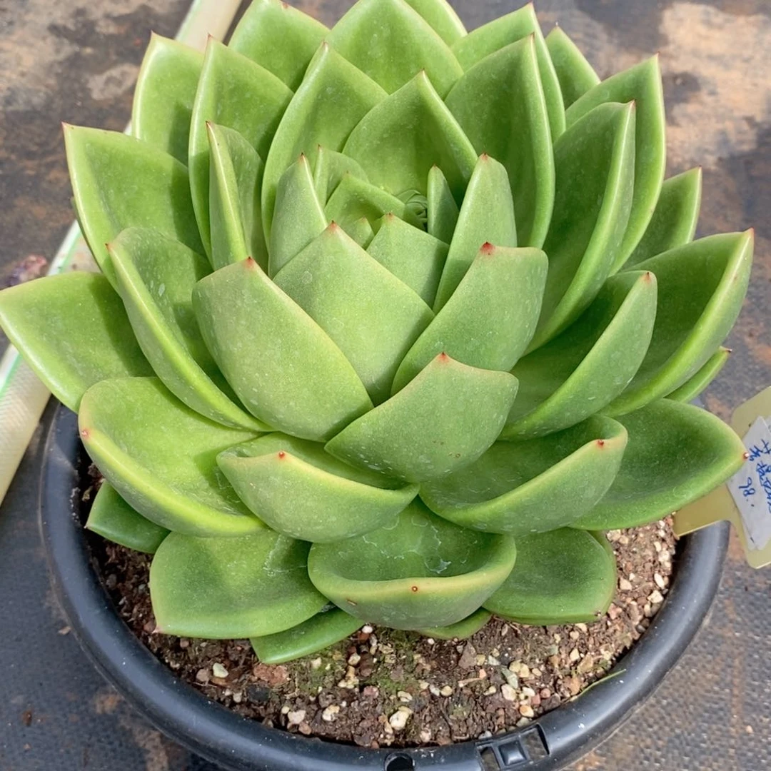 @***开福利特价翠花