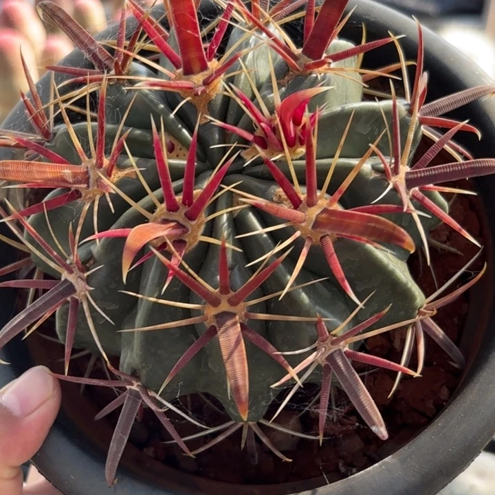 2106实生宽刺日出