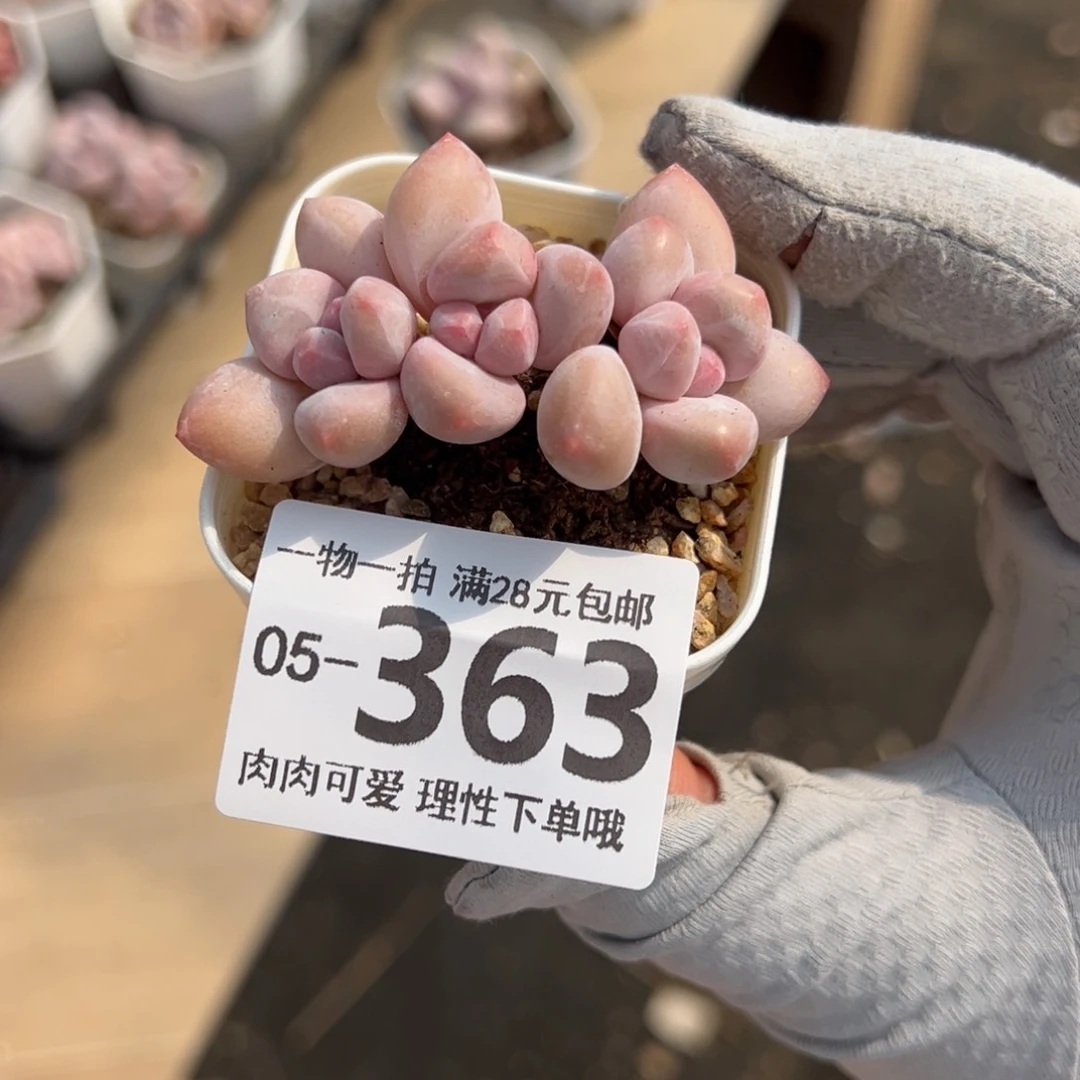 J****8香水奶多肉多肉多肉多肉