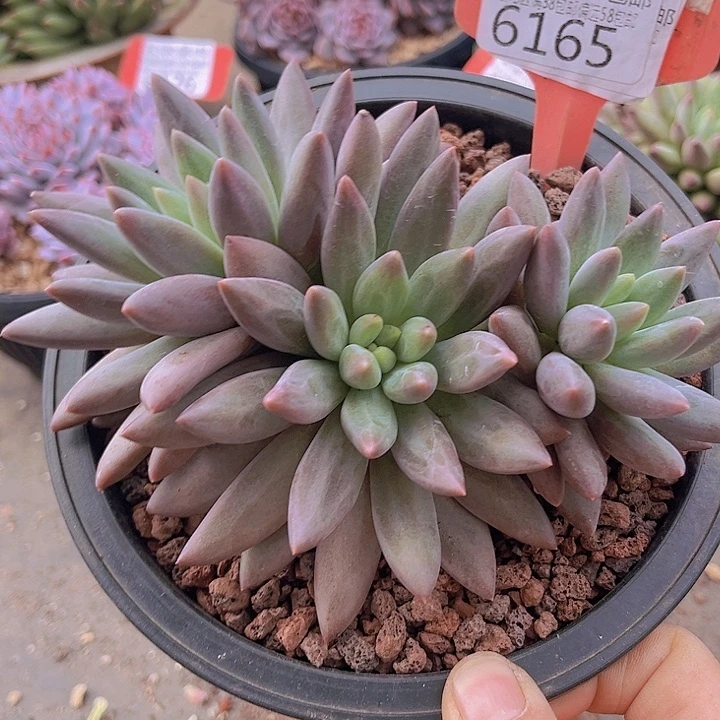 6165红蜻蜓。