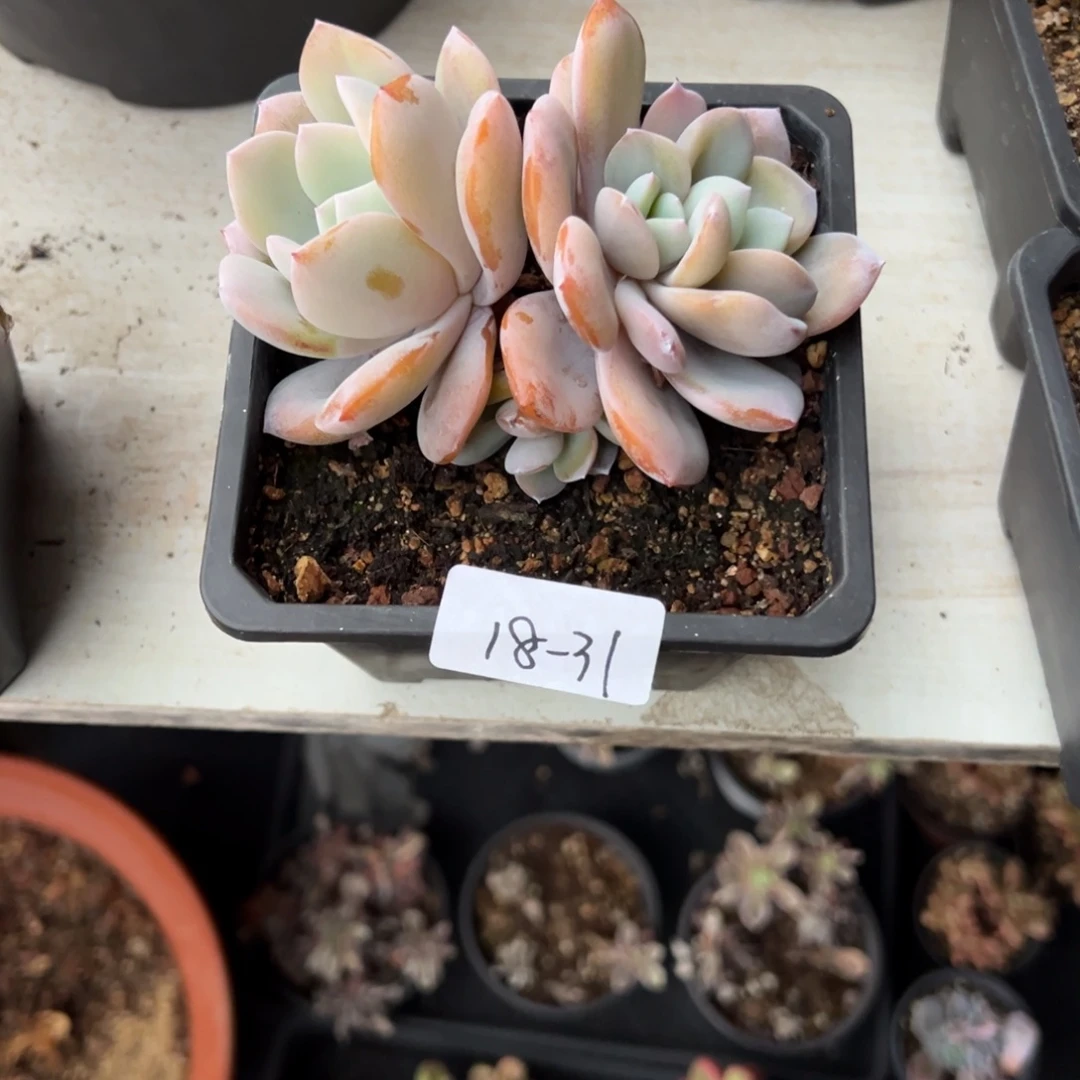 小***们18-31奶茶小鹿园艺