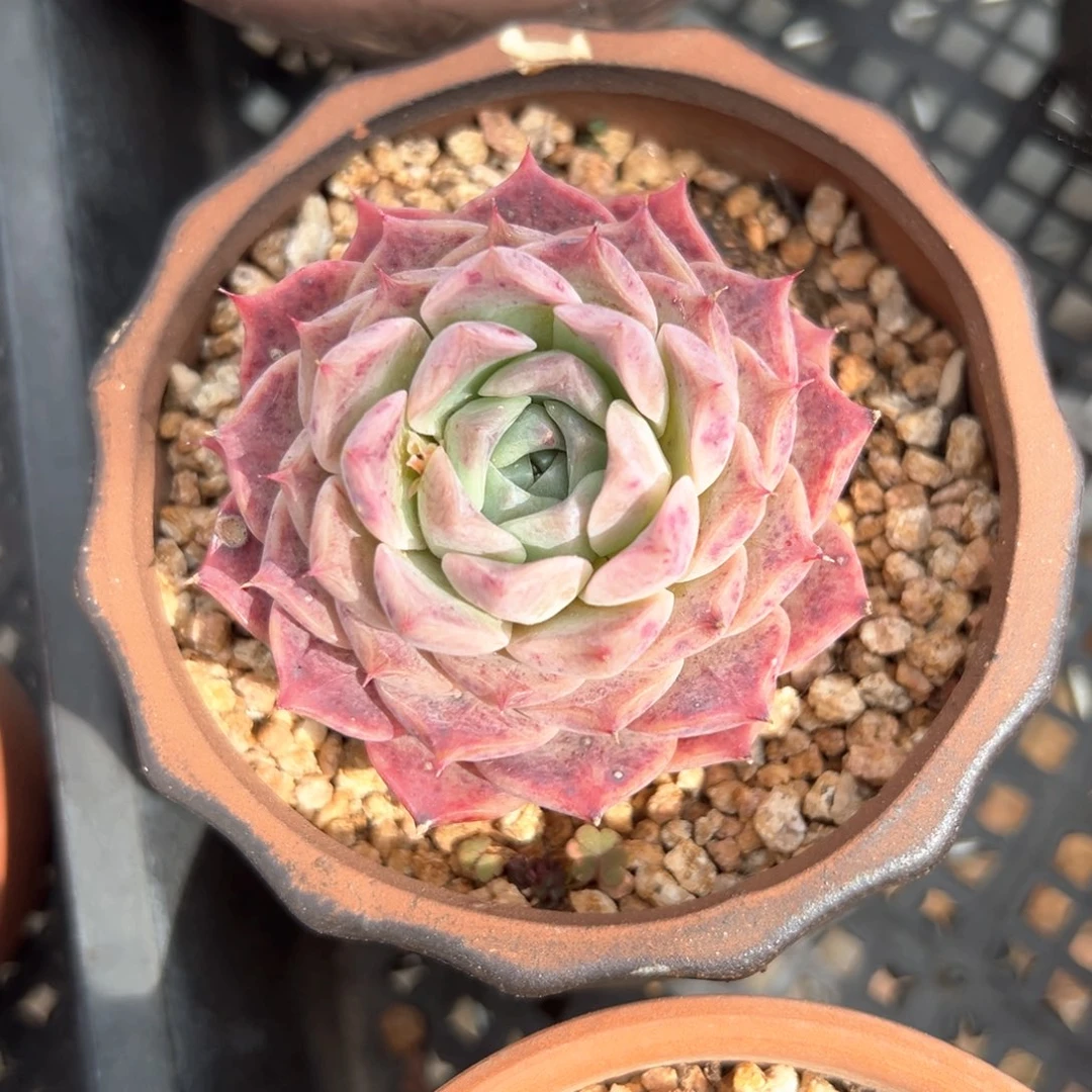 纯爱（满38包邮）多肉