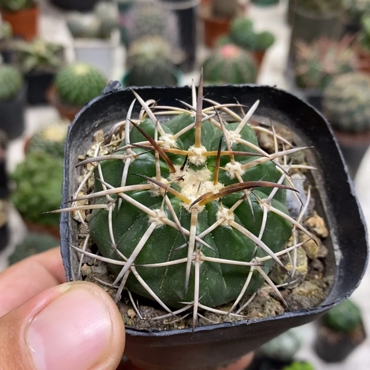实生圆盘玉特价福利
