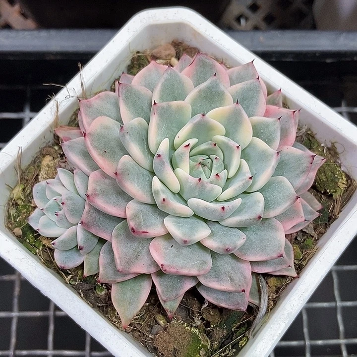 沙罗姬牡丹锦多肉植物