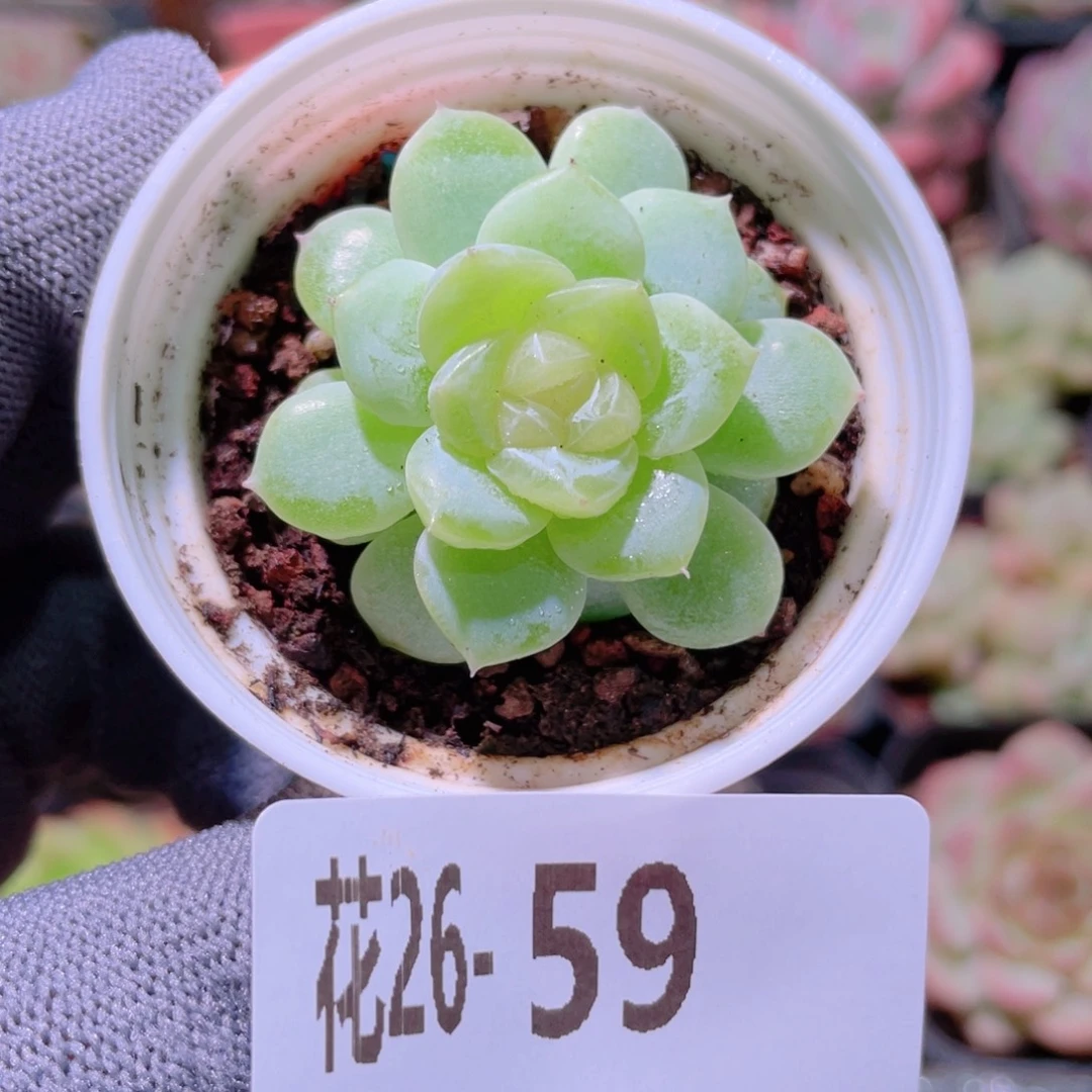 花利美26-59冰蕊
