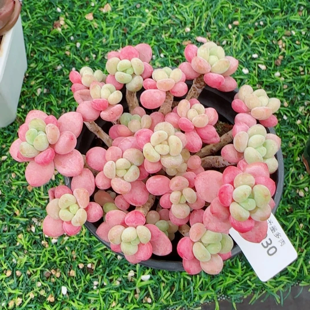 鱼子酱，1930多肉植物
