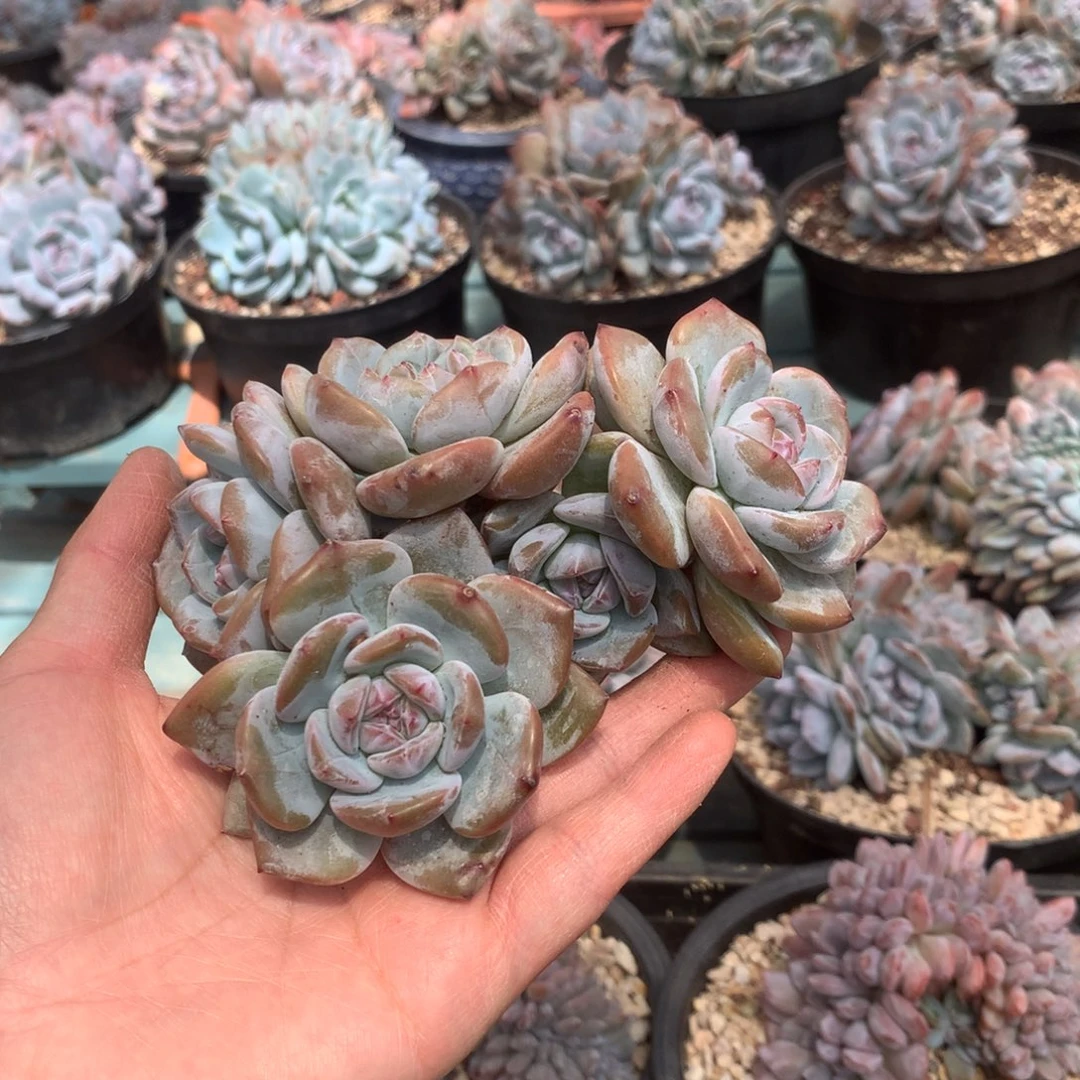 无花朵花花花花花花花花无砍和1212