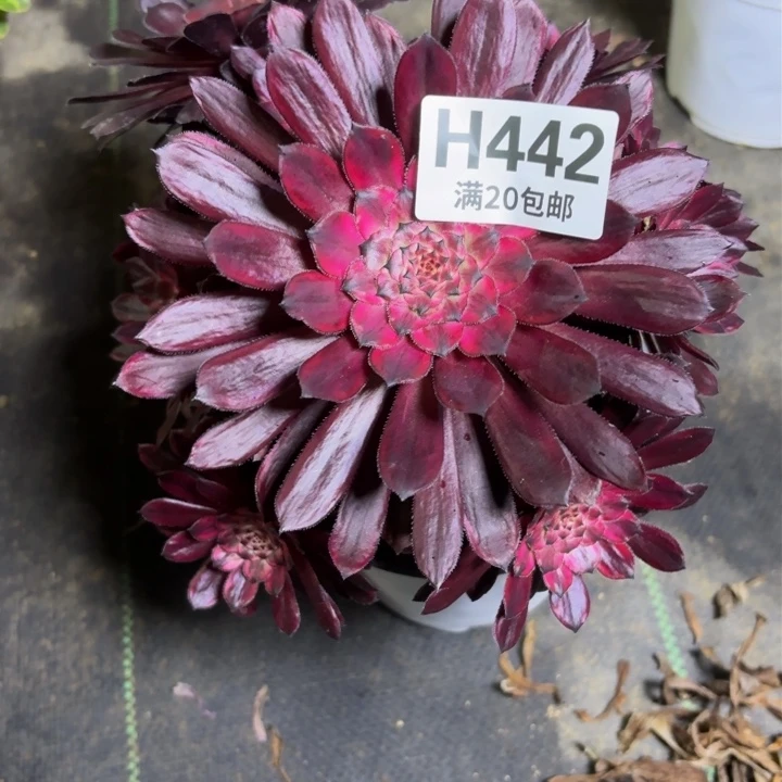瑞妈多肉植物442有断枝。