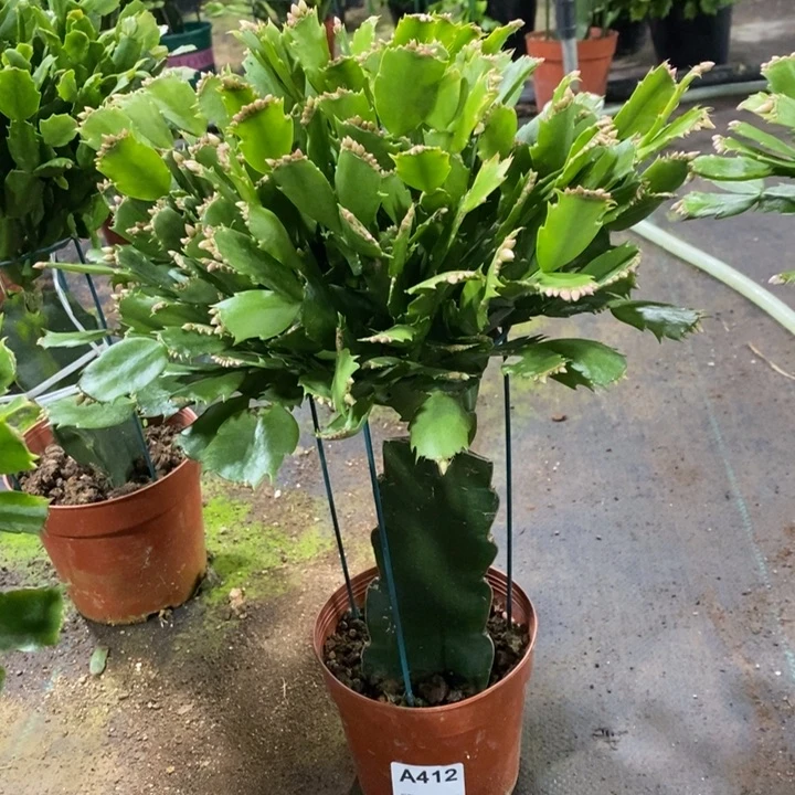 当前无花栽培后可以开花412嫁接068