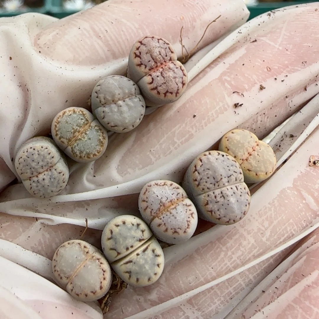 11.5爱萌多肉4年糖霜饼干8117很小