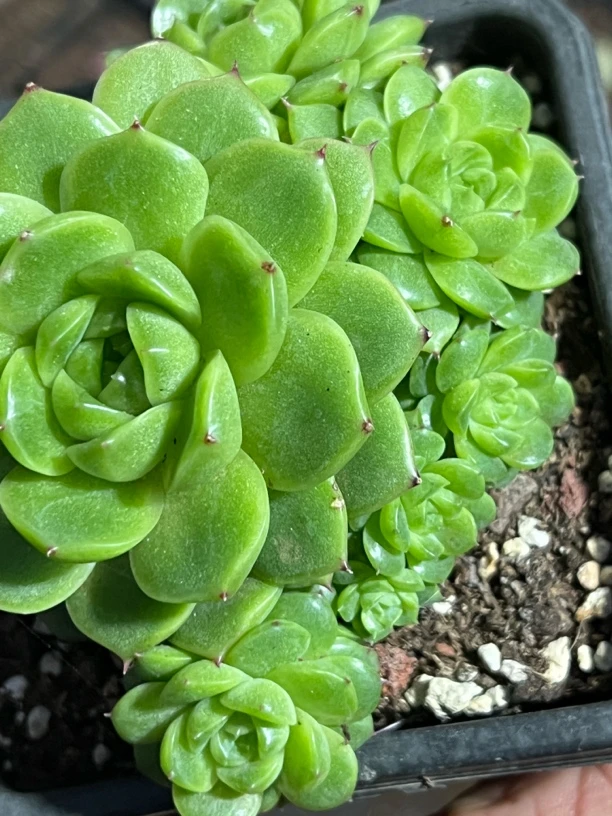 稀有月天使多肉植物四季好养适合阳台盆栽