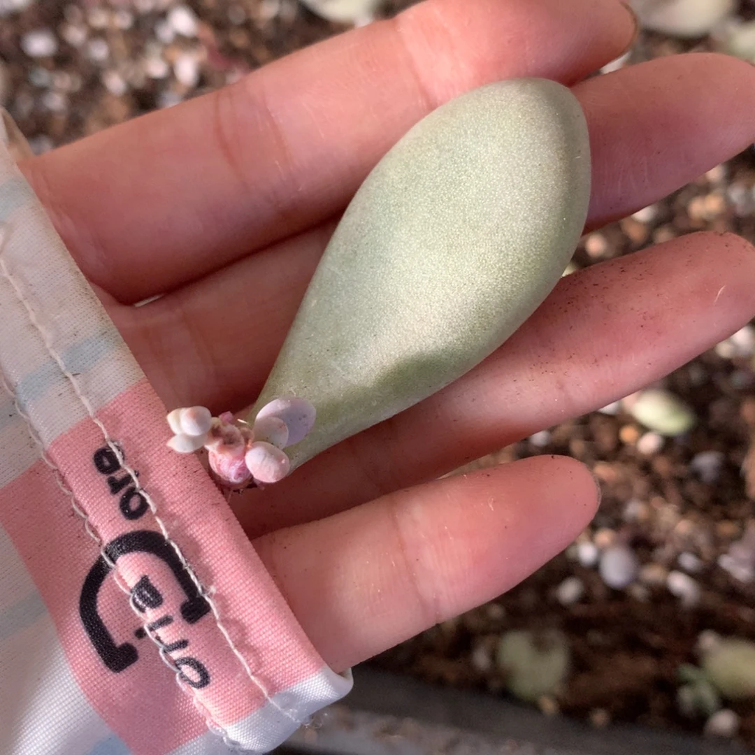 有锦基因奶酪锦苗特价瑕疵