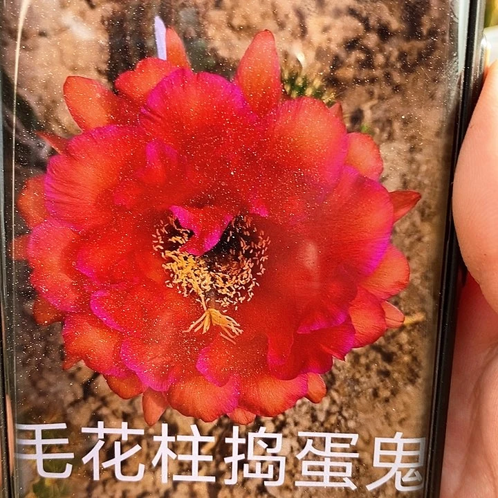 毛捣蛋鬼/侧芽歪20包邮/