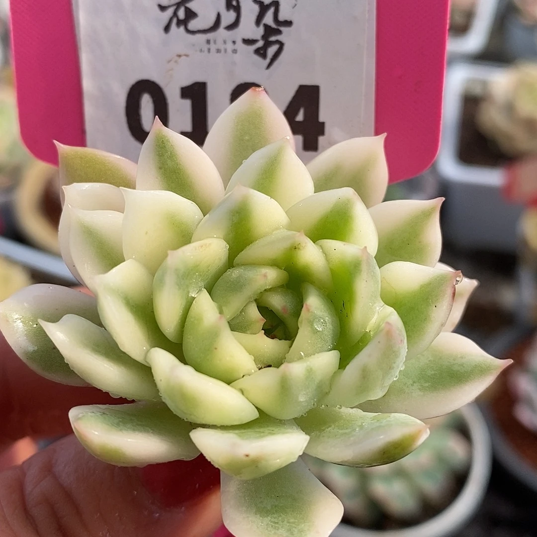 184头盖哈哈哈哈哈哈