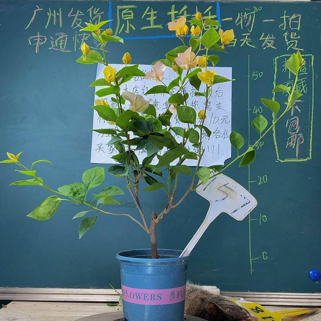 当前无花栽培后可以开花 黄玫瑰  157