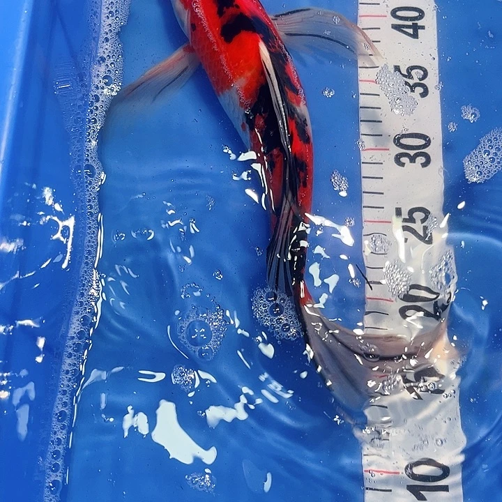 锦鲤锦鲤冷水鱼好养