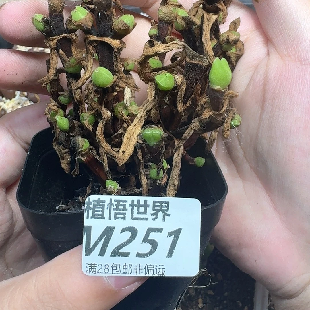 多肉植物的润泽感fg