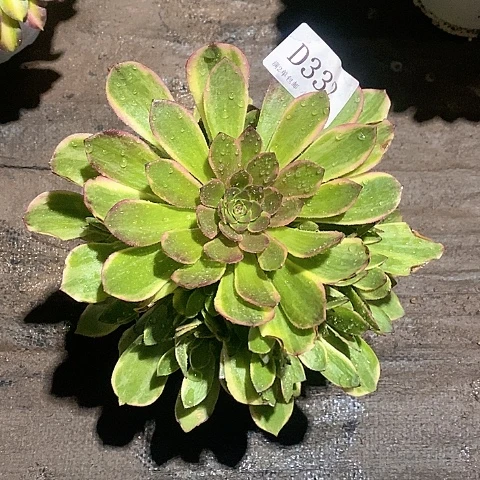 332半夏多肉法师