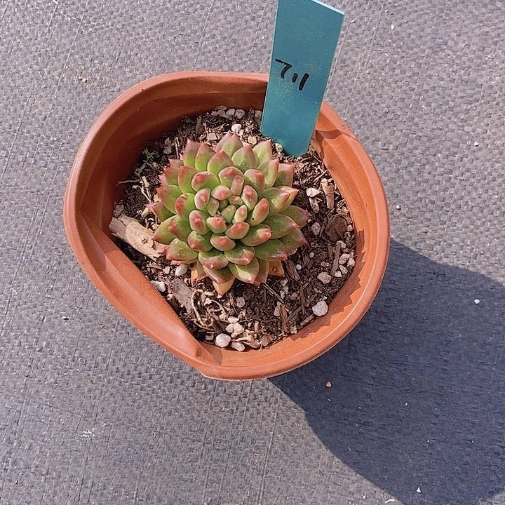 .**肉711多肉植物老桩