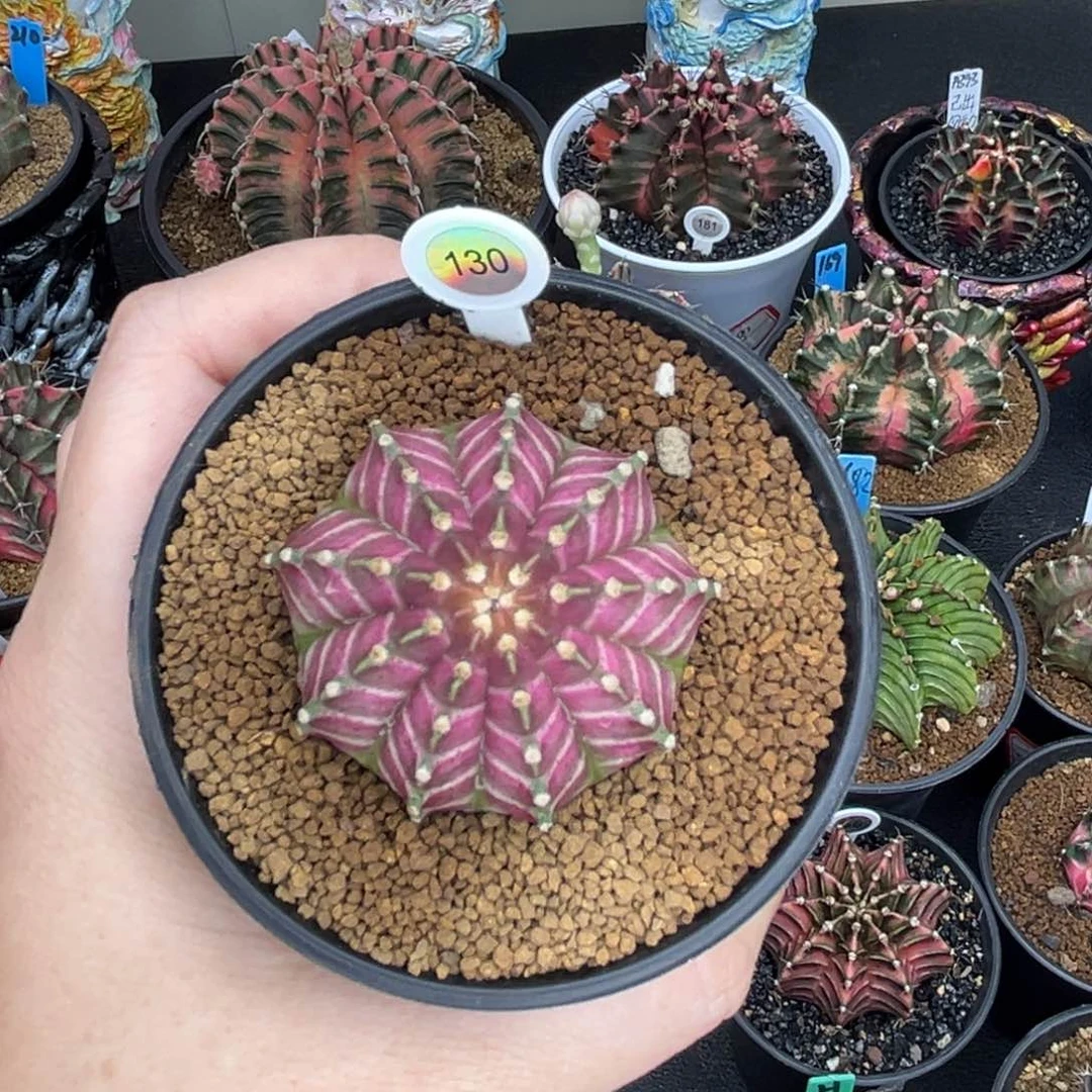 130泰系实生轮回，带盆土发货