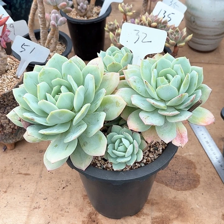 多肉植物，恋曲32号