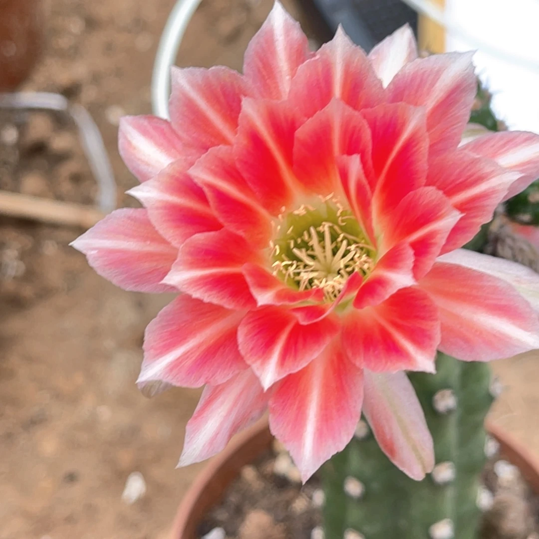 丽花幸运星 绣谱 嫁接 带侧芽群 带根发货